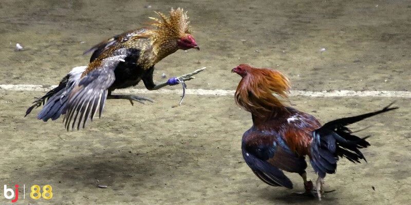 Tìm hiểu về đá gà cựa sắt