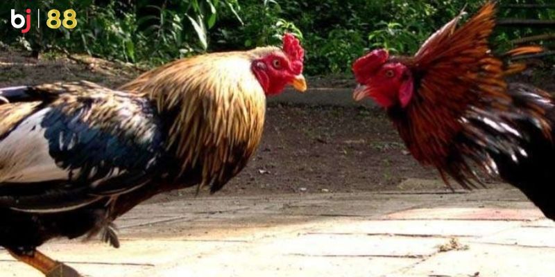 Nhiều hình thức cược hấp dẫn