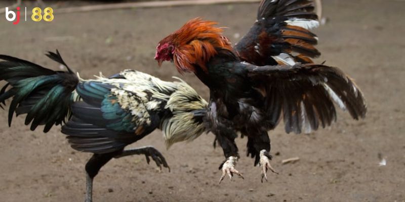 Kinh nghiệm đá gà hiệu quả