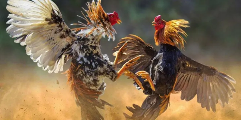 Đá gà trực tiếp bình luận Hello88