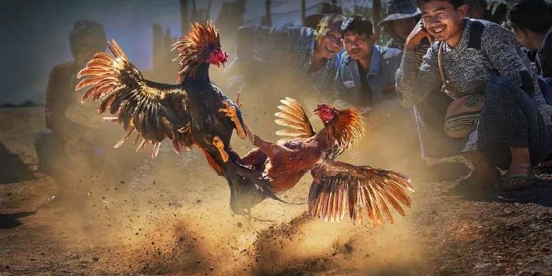 Đấu sĩ kiên cường